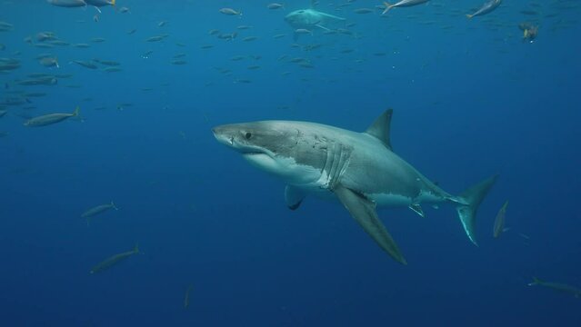 Two Great White Sharks approache bait, getting close and swimming by while cage diving at the island of Guadalupe, Mexico. Slow motion shot