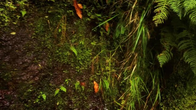 Natural Spring Water At 25 Fontes Falls In Madeira Island, Portugal. Panning Shot