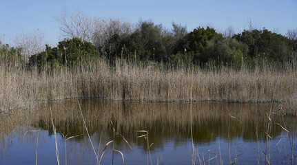 The wild reedbed in the Natural Park of s'Albufera, is a dense vegetation that serves as protection for many species of birds that nest or sleep there.