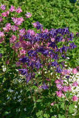 Fototapeta premium Gemeine Akelei oder Gewöhnliche Akelei (Aquilegia vulgaris) 