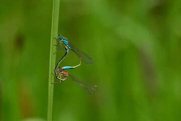 Blaue Federlibelle (Platycnemis pennipes) bei der Kopulation	