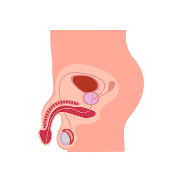 Scientific Designing of Male Reproductive System. Colorful Symbols. Vector Illustration.