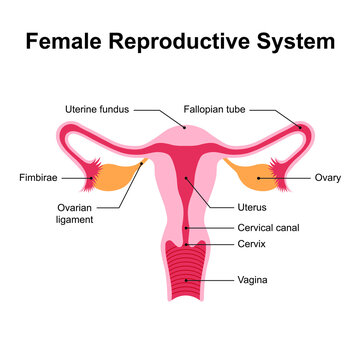 Scientific Designing of Female Reproductive System. Colorful Symbols. Vector Illustration.