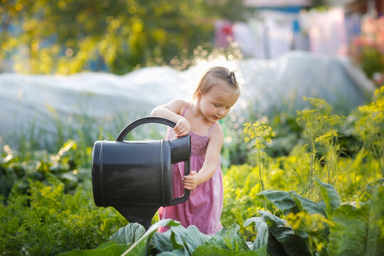 A cute toddler girl with a big watering can waters cabbage in the vegetable garden in summer, helping children in the garden and taking care of plants