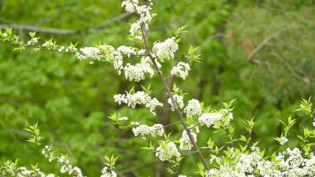 A Chestnut-sided Warbler is hopping on a branch looking for food.