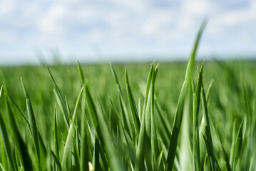 Young wheat seedlings growing in a soil.