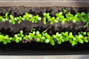 Small zinnia sprouts in a plastic seedling box in spring