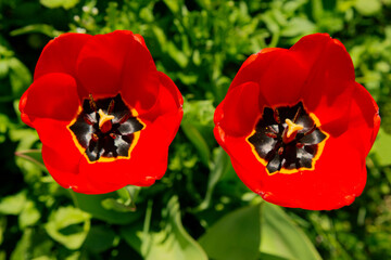 A close up of red blooming eyed tulips (tulipa agenensis) in a garden in spring