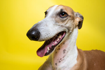 adorable and curious brown and white spotted greyhound dog with big beautiful eyes and big black nose portrait in studio on gray background