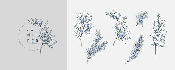 Juniper Floral logo and branch set. Hand drawn line winter wedding herb, elegant leaves for invitation save the date card