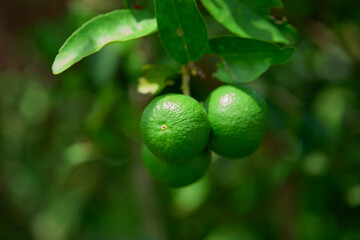 Fresh lime hanging on tree branch