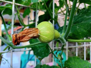 Photo of a young pumpkin.  pumpkin plant in the yard
