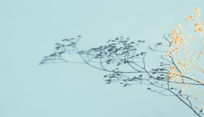 natural shadow pastel mint background	
