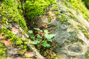 root of tree in thicket overgrown with moss