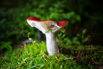 Red mushroom Russula russula in the forest close-up on a dark, with a shallow depth of field - obrazy, fototapety, plakaty