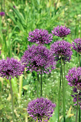 Obraz premium Giant Onion blooms, Derbyshire England 