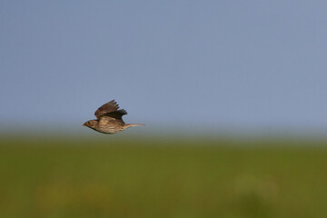 Grauammer im Flug	