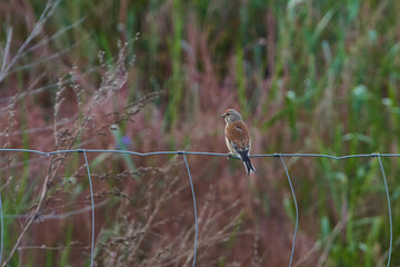 Bluthänfling Männchen	