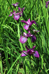 Group of Purple Siberian iris blooms, Derbyshire England

