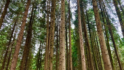 forest in Portugal high powerful trees. High quality 4k footage