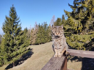 Cat in the nature near the mountain cabin  or chalet. Slovakia