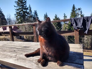 Cat in the nature near the mountain cabin  or chalet. Slovakia