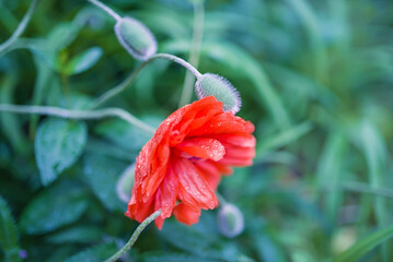 Poppy flower or papaver rhoeas poppy . Red color on green. nature, copy space