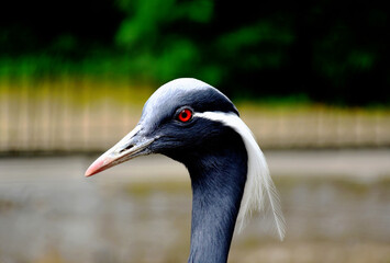 Blue heron head closeup. blurred background. scientific name Ardea cinerea. long-legged wading bird. red eye. long pointy bills. grey feather with decorative white accent feathers. nature concept
