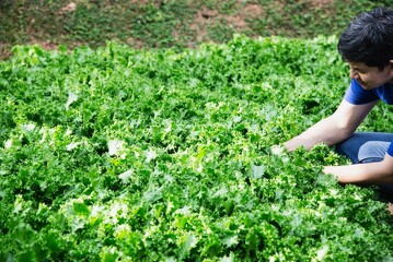 Farm man working in his organic Frillice Ice Berg lettuce vegetable garden