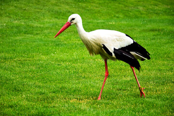 closeup of large white stork. black flight feathers and wing coverts, red beak and legs. Ciconia ciconia. migratory wading bird. bright summer light. fine green lawn. outdoor, animals, birth concept