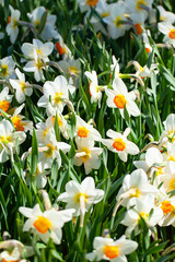 Obraz premium narcissus growing in spring garden