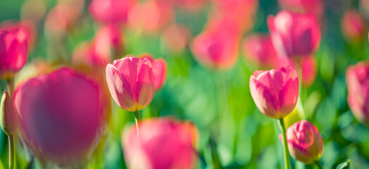 Obraz premium Beautiful bouquet panorama of red white and pink tulips in spring nature for card design and web banner. Serene closeup, idyllic romantic love floral nature landscape. Abstract blurred lush foliage