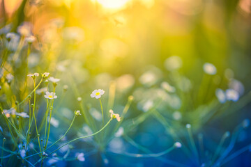 Abstract soft focus sunset field landscape of white flowers and grass meadow warm golden hour...