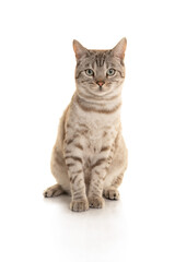 Fototapeta na wymiar Snow bengal purebred cat looking at the camera sitting on a white background
