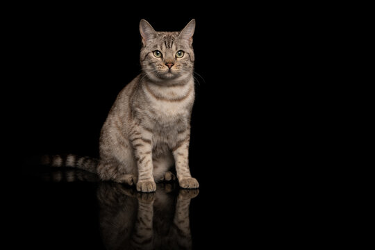 Snow bengal purebred cat sitting on a black background looking at the camera with space for copy