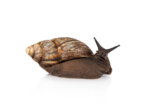 Giant african snail seen from the side isolated on a white background