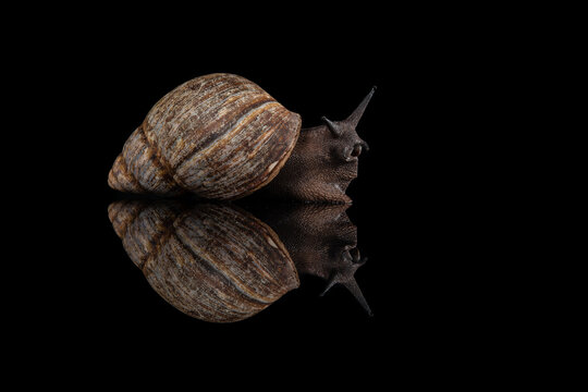 Giant african snail seen from the side on a black background with reflection