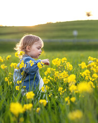 Fototapeta premium A two-year-old girl walks in the tall grass of a flowering meadow