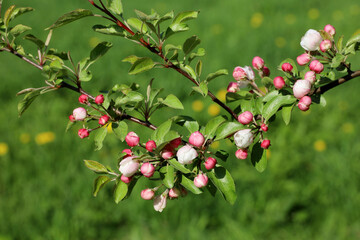 Apple blossom on a branch in spring garden. Pink buds and flowers with green leaves