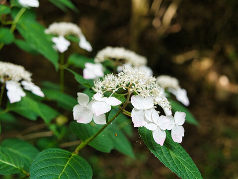 手毬 Images Browse 1 463 Stock Photos Vectors And Video Adobe Stock 手毬 Images Browse 1 463 Stock Photos Vectors And Video Adobe Stock