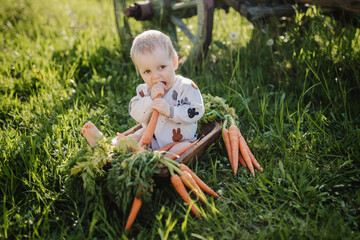 cute baby boy in a long ears knitted bunny hat with carrots in a garden
