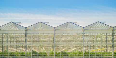 large agricultural greenhouses in the field