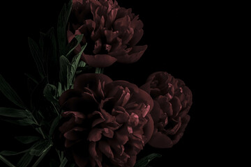 luxury dark red peonies on a black background. Moody flowers. Copy space and color bloom