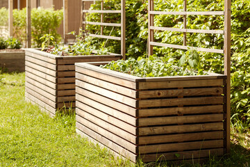 Raised Bed Growing Plants Herbs Spices and vegetables in Urban Community Garden. Gardening High...