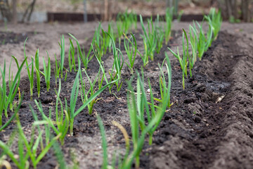 Green garlic in the garden. Spring harvest