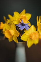 yellow daffodils in a vase