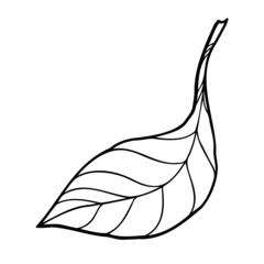 illustration of leaf