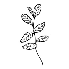 plant isolated on white background