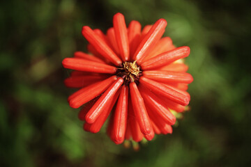 Red hot poke flower, sometimes referred to as a torch lily, found at a public garden in Crosby, Merseyside.