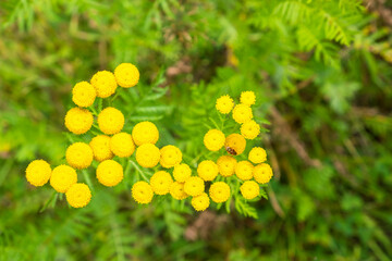 Tansy flower on a meadow with a bug